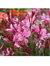 Gaura - Gaura lindheimeri 'Siskiyou Pink'