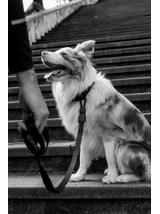 ZEE DOG Smycz dla psa GOTHAM XS
