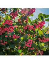 Borówka amerykańska - Vaccinium corymbosum 'Pink Lemonade'
