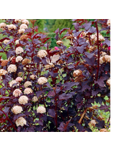 Pęcherznica kalinolistna - Physocarpus opulifolius 'Diabolo' (R)