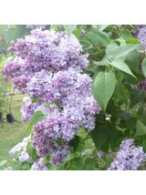 Lilak pospolity - Syringa vulgaris 'Nadezhda'