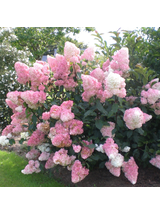 Hydrangea paniculata 'Vanille Fraise'