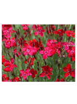 Goździk kropkowany - Dianthus deltoides 'Leuchtfunk'