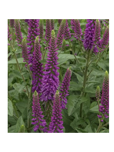 Przetacznik długolistny -   Veronica longifolia 'First Match'