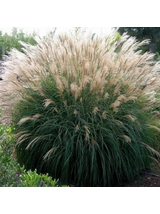Miskant chiński -Miscanthus sinensis 'Silberfeder'