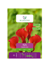 Kalla Majestic Red czerwona 1szt.