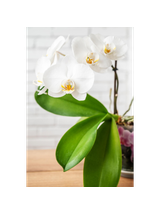 Storczyk Extra (Phalaenopsis) 3 pędy biały d12