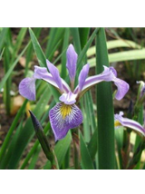 Kosaciec różnobarwny - Iris versicolor 'Gerald Darby'