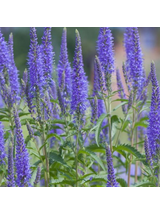 Przetacznik kłosowy- Veronica spicata 'High Five'