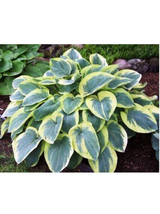 Funkia - Hosta 'American Halo'