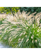 Rozplenica japońska - Pennisetum alopecuroides 'Hameln'
