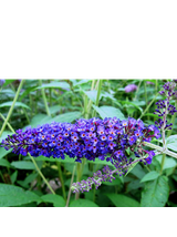 Budleja Dawida - Buddleja davidii 'Empire Blue'