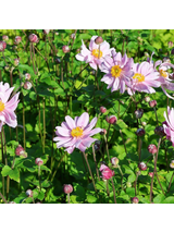 Zawilec - Anemone x hybrida 'Mont-Rose'