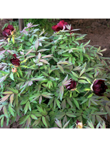Piwonia drzewiasta - Paeonia suffruticosa 'Mo Run Jue Lun'
