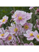 Zawilec - Anemone x hybrida 'Mont-Rose'