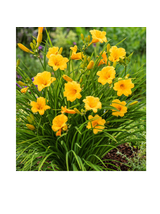 Liliowiec - Hemerocallis 'Stella de Oro'
