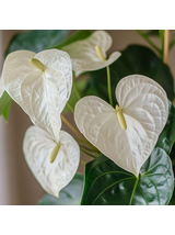 Anthurium białe d12