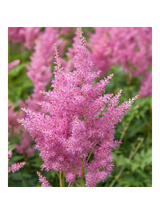 Tawułka japońska - Astilbe japonica 'Rheinland'