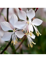 Gaura - Gaura lindheimeri