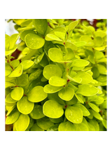 Berberys Thunberga - Berberis thunbergii 'Neon Gold'(R)