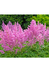 Tawułka japońska - Astilbe japonica 'Rheinland'