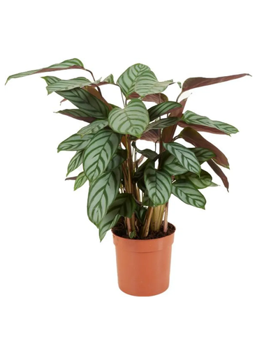 Calathea Setosa d12