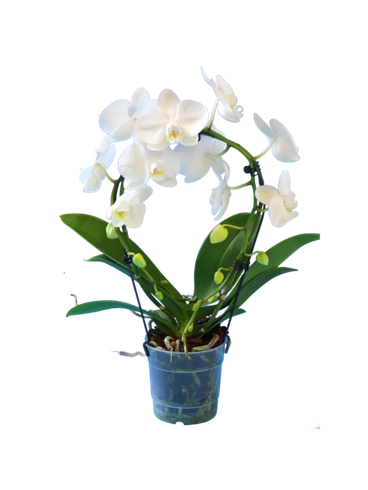 Storczyk Koszyk Extra (Phalaenopsis) 2 pędy biały d9