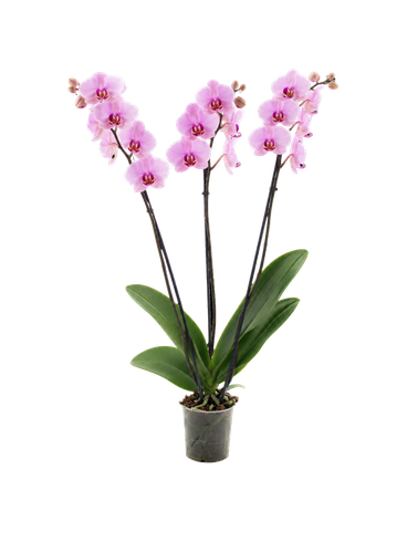 Storczyk Extra (Phalaenopsis) 3 pędy jasnoróżowy d9