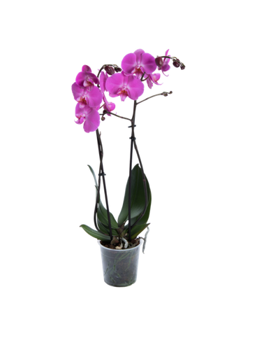 Storczyk Extra (Phalaenopsis) 2 pędy ciemnoróżowy d9