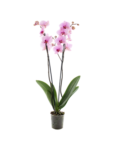 Storczyk Super Extra (Phalaenopsis) 2 pędy jasnoróżowy d9