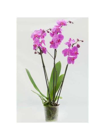 Storczyk Super Extra (Phalaenopsis) 3 pędy ciemnoróżowy d9
