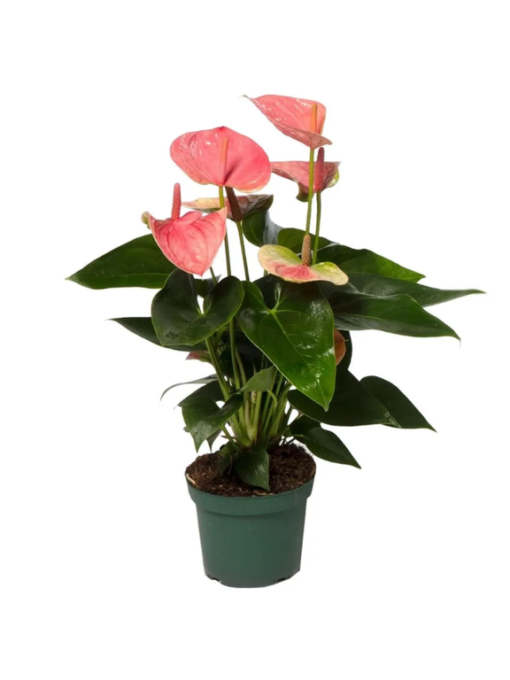 Anthurium różowe d12