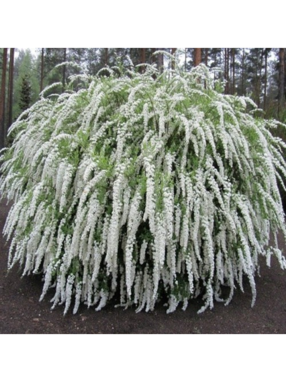 Tawuła szara - Spiraea cinerea 'Grefsheim'