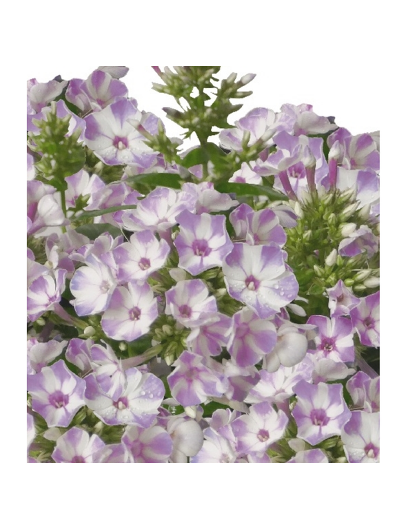 Floks wiechowaty - Phlox paniculata 'Flame Lilac Star'