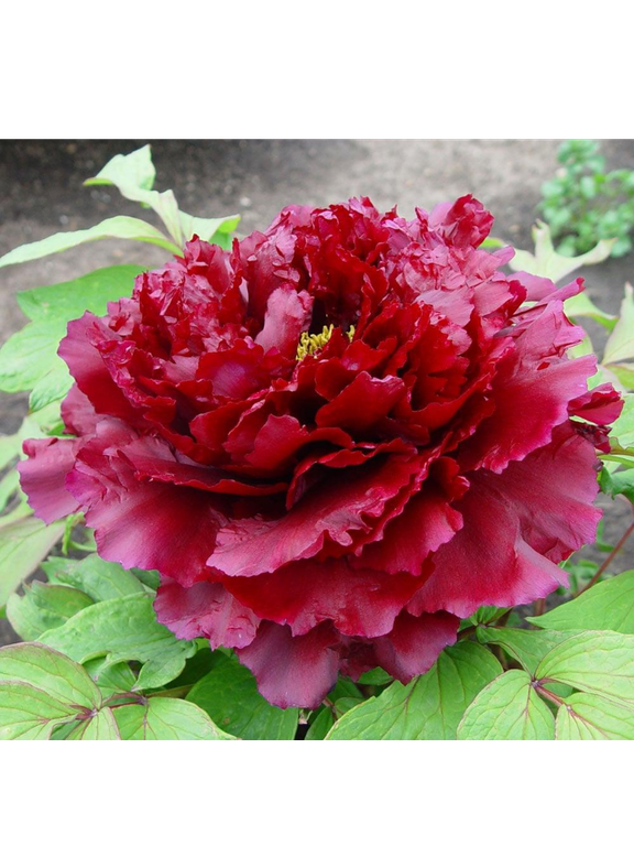 Piwonia drzewiasta - Paeonia suffruticosa 'Mo Run Jue Lun'