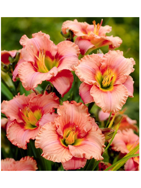 Liliowiec - Hemerocallis 'Elegant Candy'