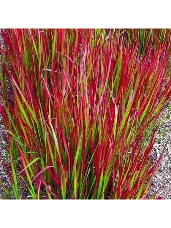 Imperata cylindryczna - Imperata cylindrica 'Red Baron'