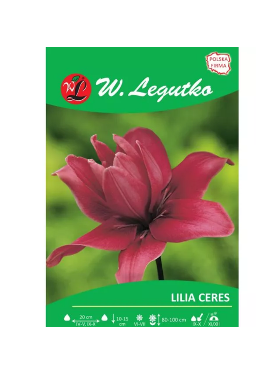 Lilia Ceres różowa 1szt.