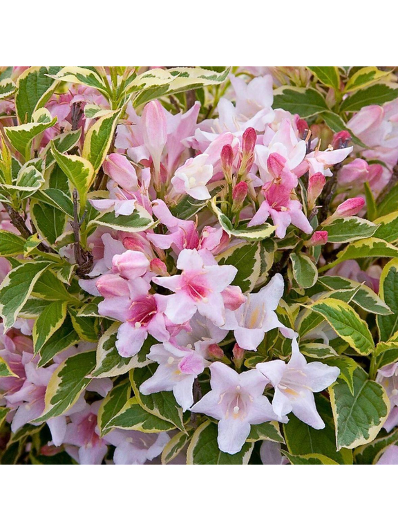 Krzewuszka cudowna - Weigela florida 'Nana Variegata'