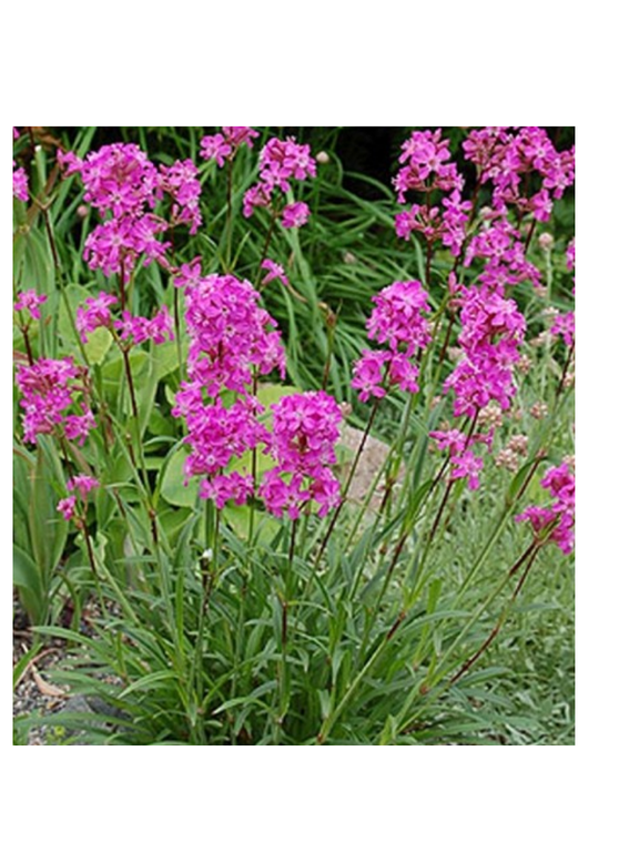 Firletka smółka - Lychnis viscaria 'Splendens'