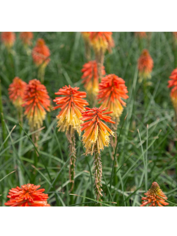 Trytoma - Kniphofia 'Poco Daybreak'