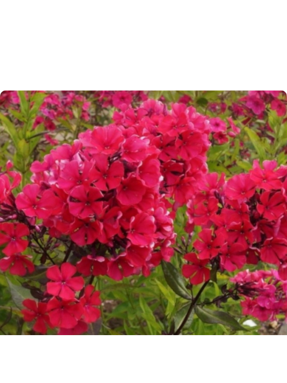 Floks wiechowaty - Phlox paniculata 'Starfire'