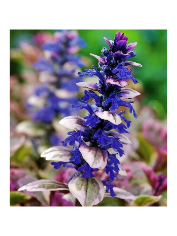 Dąbrówka rozłogowa - Ajuga reptans 'Burgund Glow'