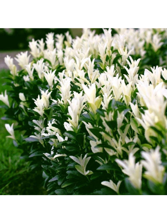 Trzmielina japońska - Euonymus japonica 'Himalaya'(R)