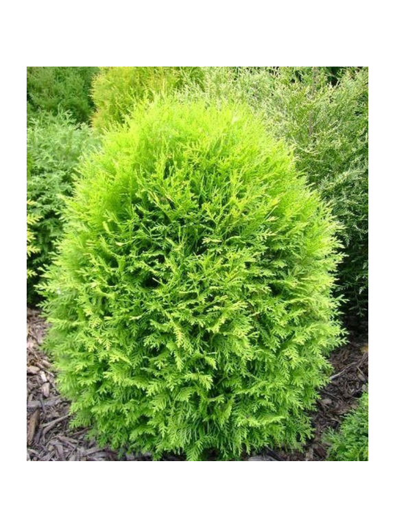 Tuja/żywotnik zachodni - Thuja occidentalis 'Globosa Aurea'