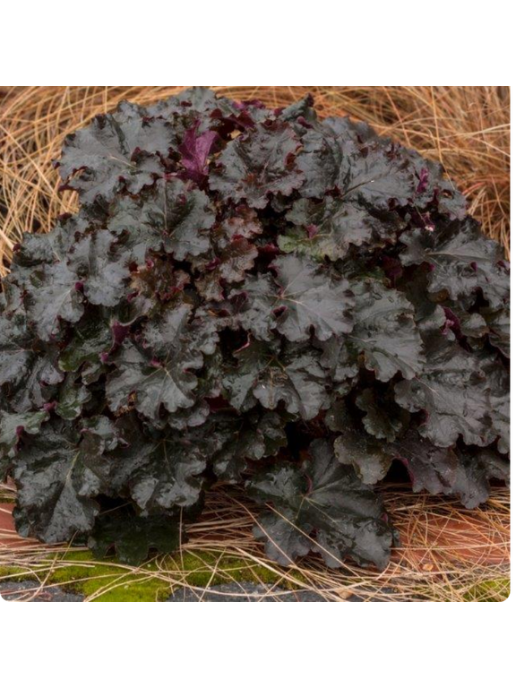 Żurawka - Heuchera 'World Caffe Espresso'
