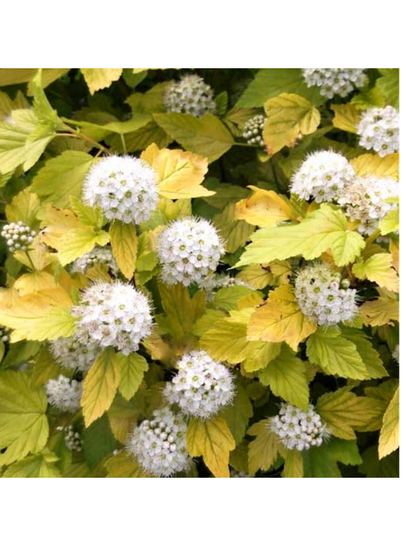 Pęcherznica kalinolistna - Physocarpus opulifolius 'Luteus'