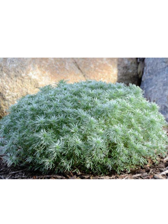 Bylica - Artemisia 'Silver Mound'