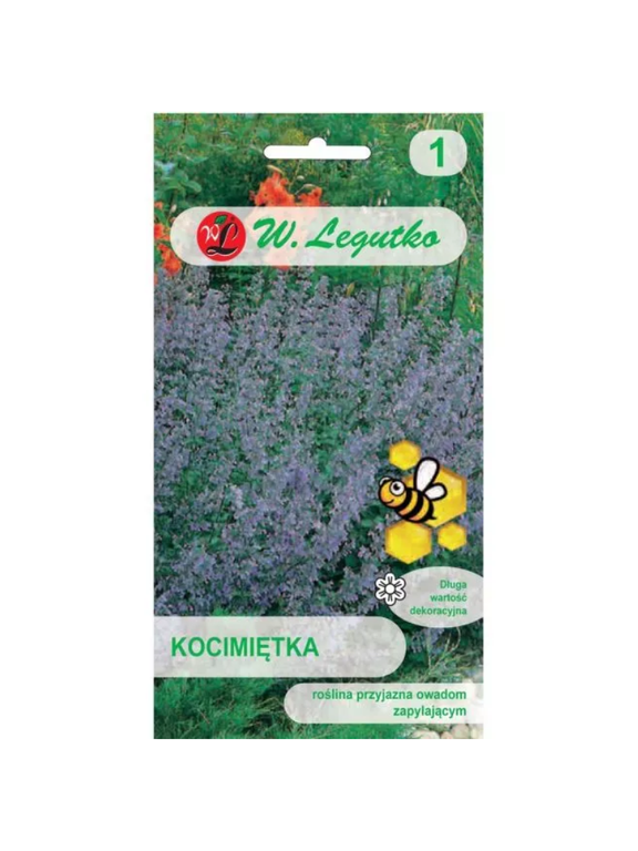 Kocimiętka - niebieskofioletowa