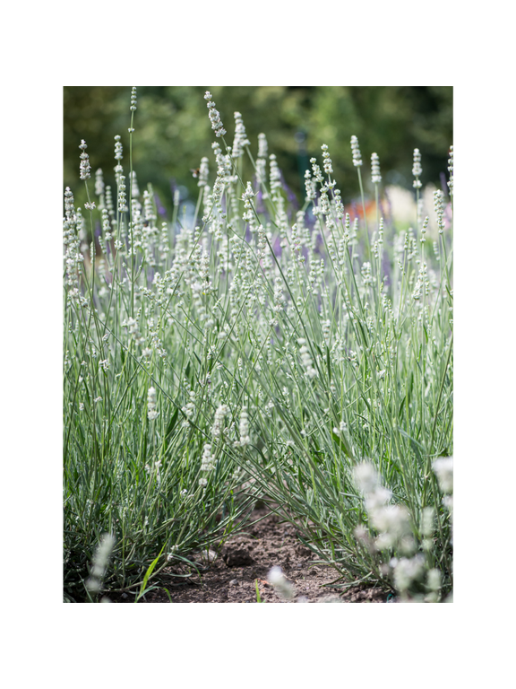 Lawenda pośrednia -  Lavandula x intermedia 'Exceptional'